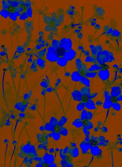 flores azuis