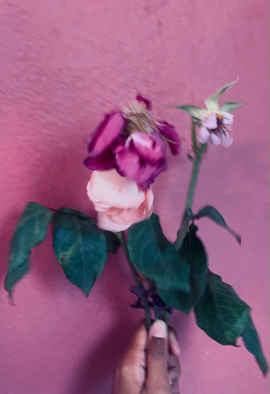 rosas · parede rosa